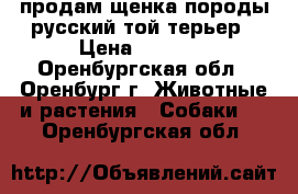 продам щенка породы русский той терьер › Цена ­ 2 500 - Оренбургская обл., Оренбург г. Животные и растения » Собаки   . Оренбургская обл.